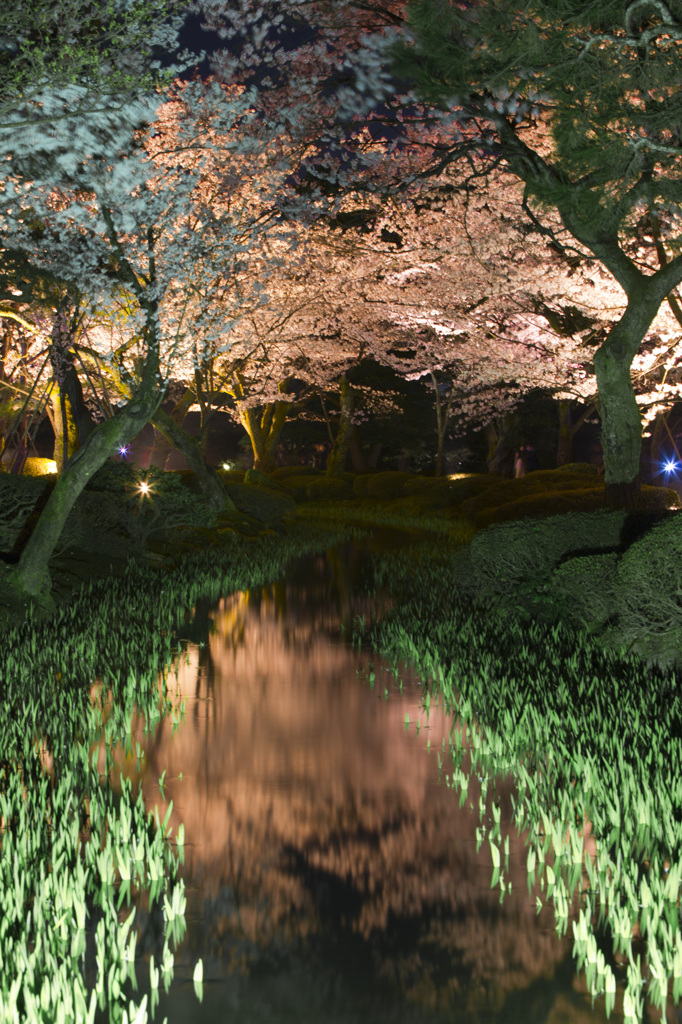 兼六園夜桜_5