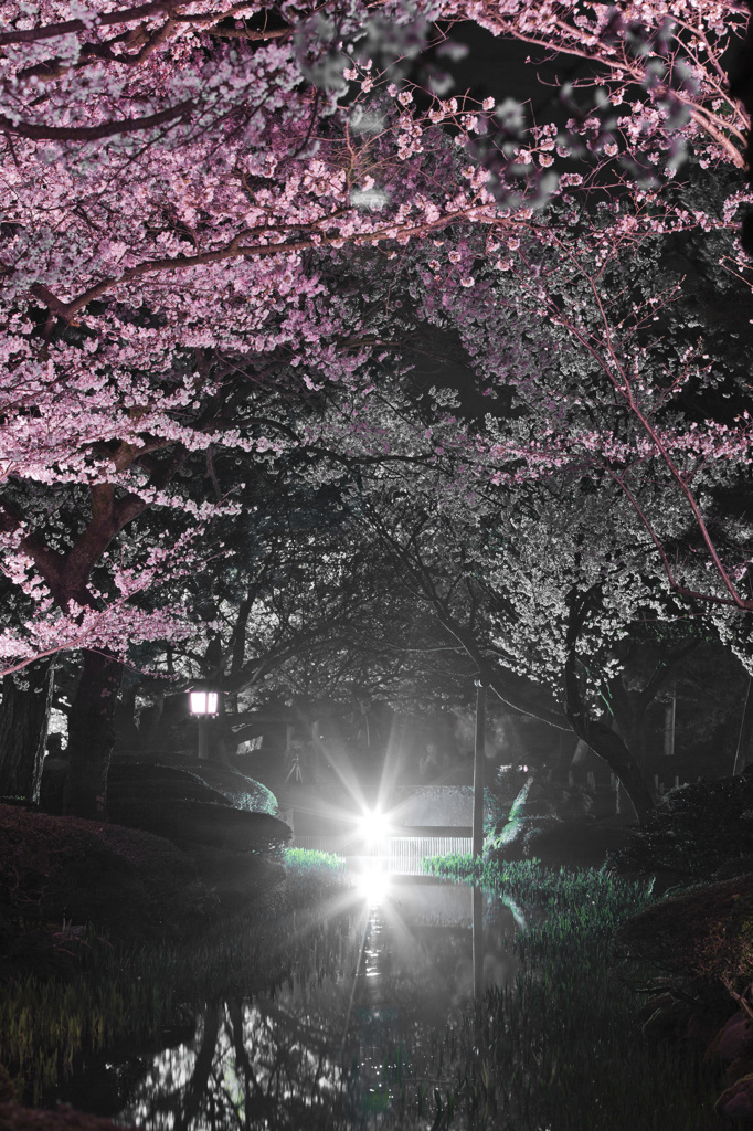 兼六園夜桜_12