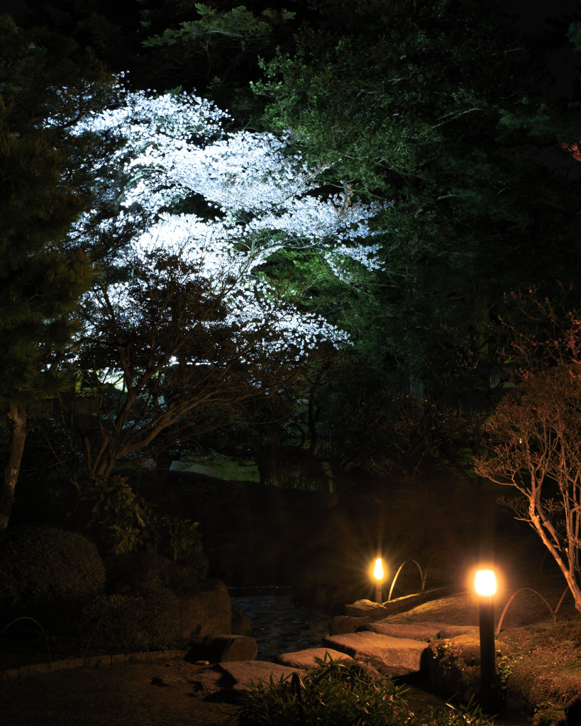 兼六園夜桜