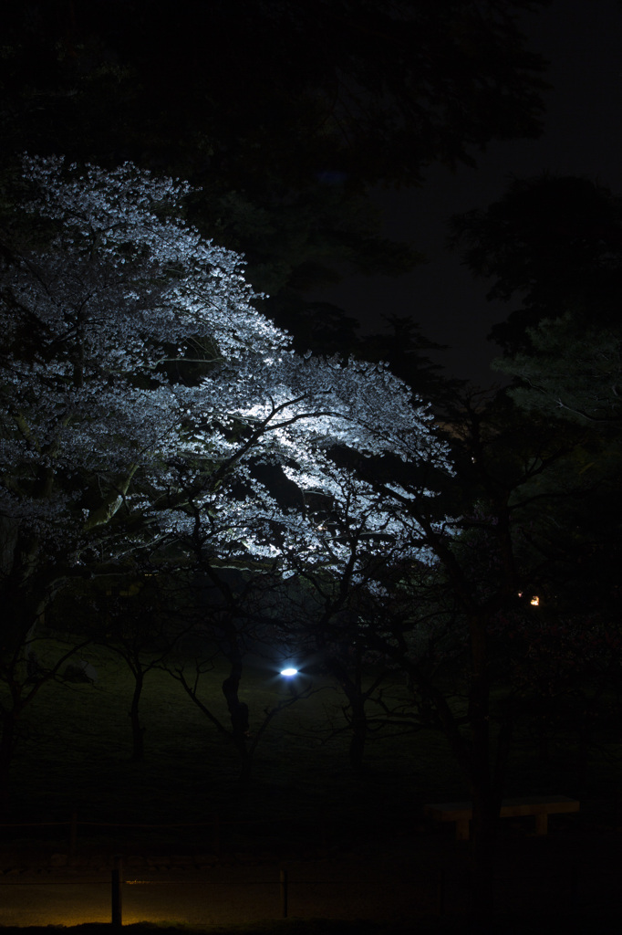 兼六園夜桜_13