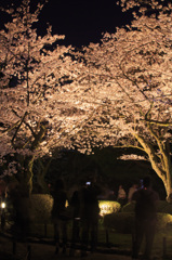 兼六園夜桜_8