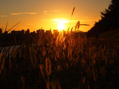 届
