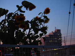 晴