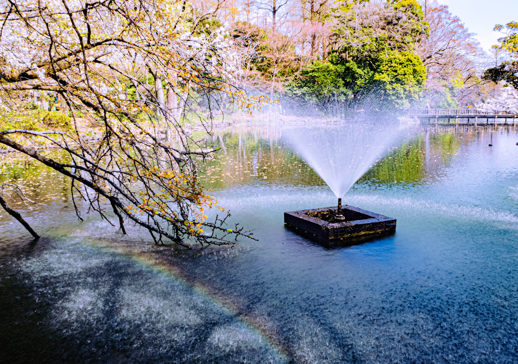 raimbow in Inokashira
