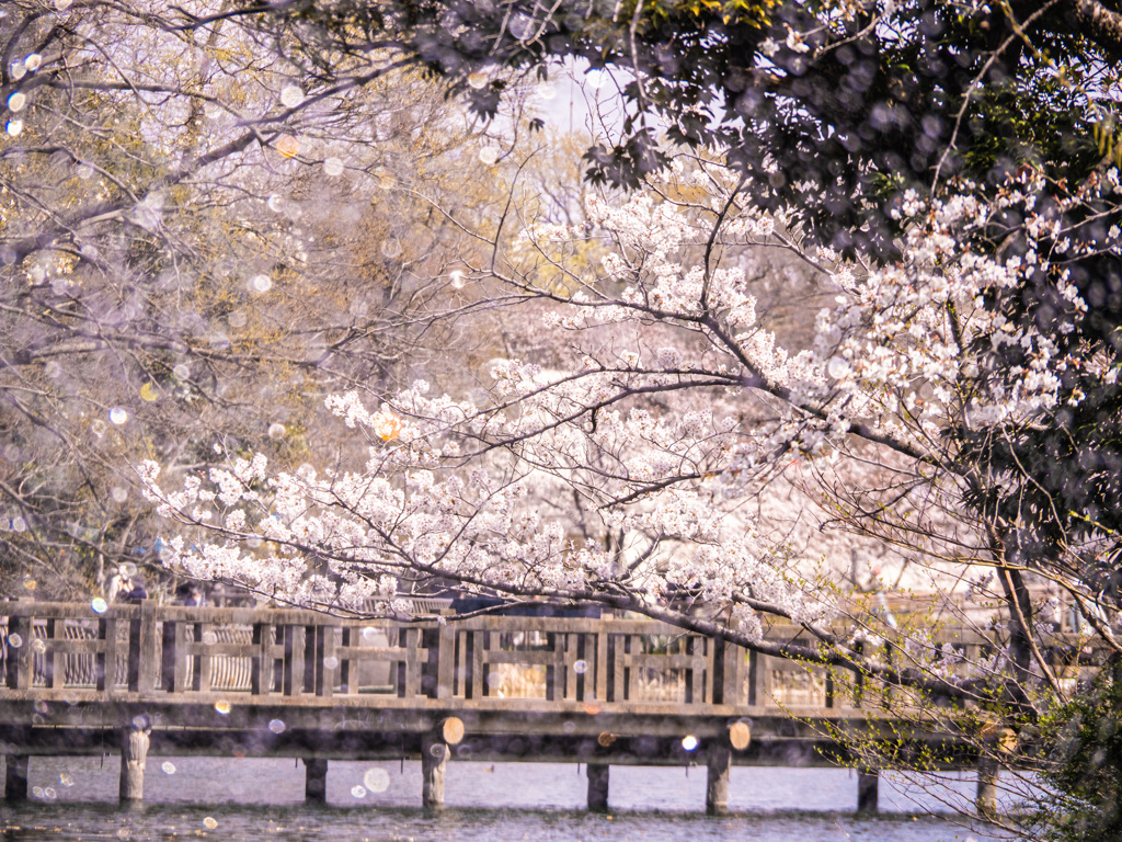 sakura