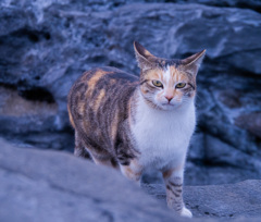 cat@三浦半島