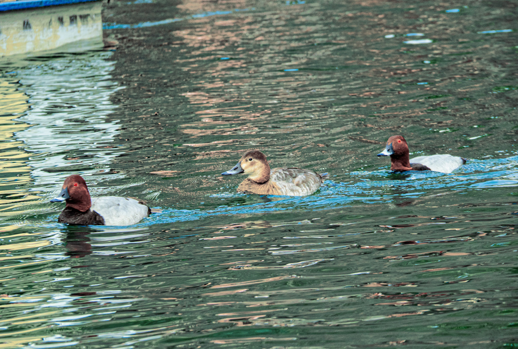 0322 井の頭公園