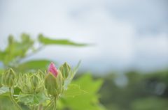 明日咲くのかなぁ？