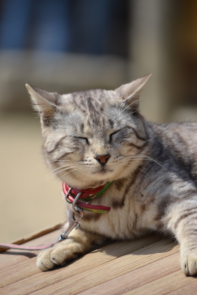 日向ぼっこ