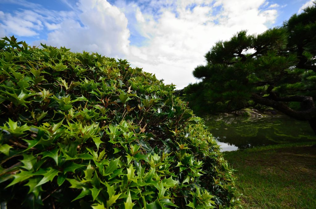 まあるい緑