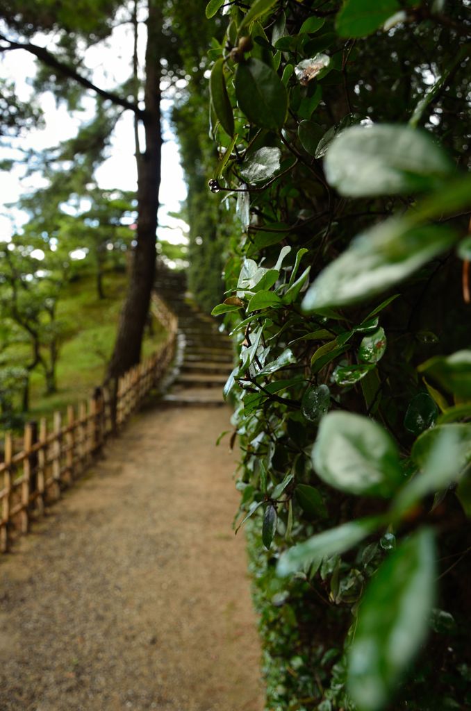 雨上がりの小道