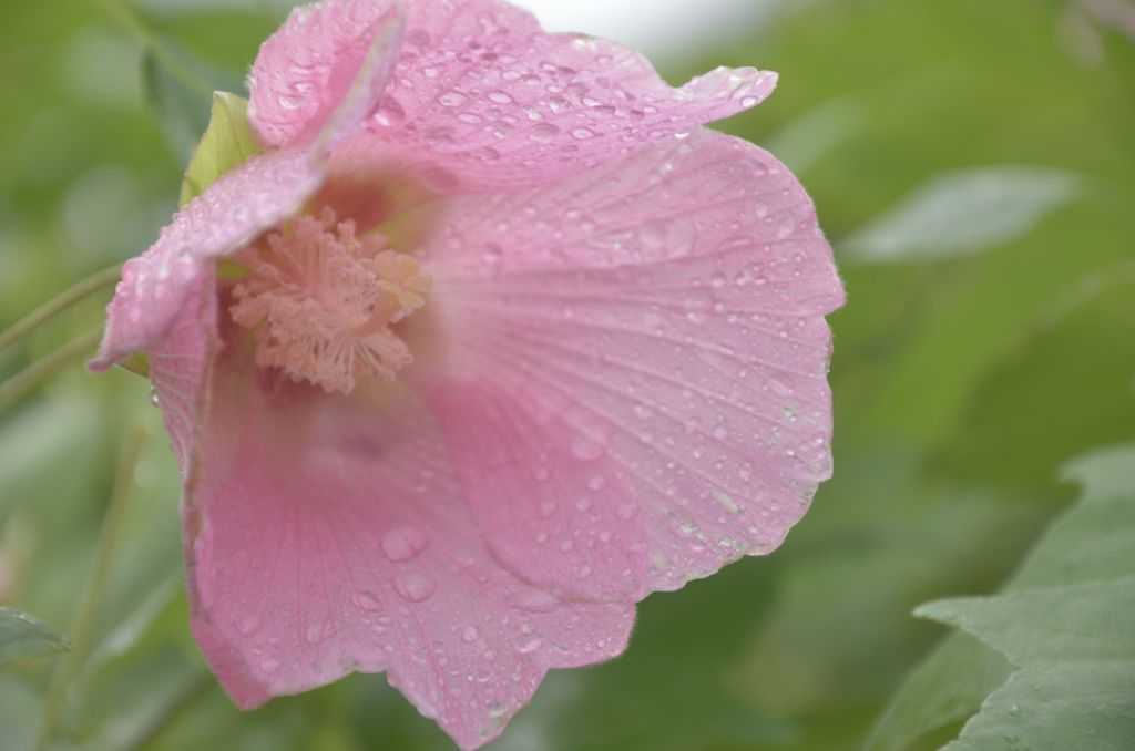 雨露と花