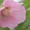 雨露と花