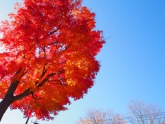 紅葉