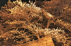 P4100035