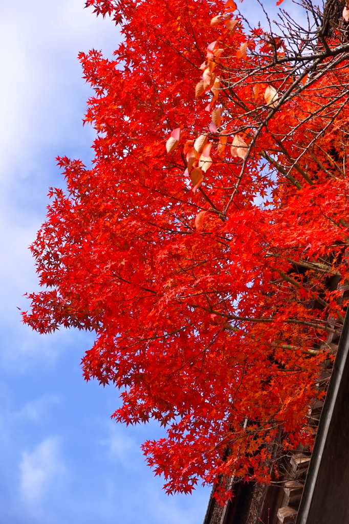 高野山　紅葉2014