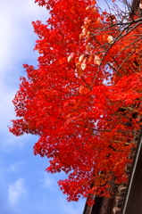 高野山　紅葉2014
