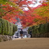 高野山　紅葉2014