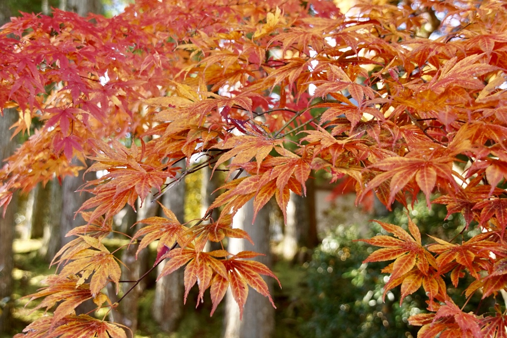 紅葉全開　高野山