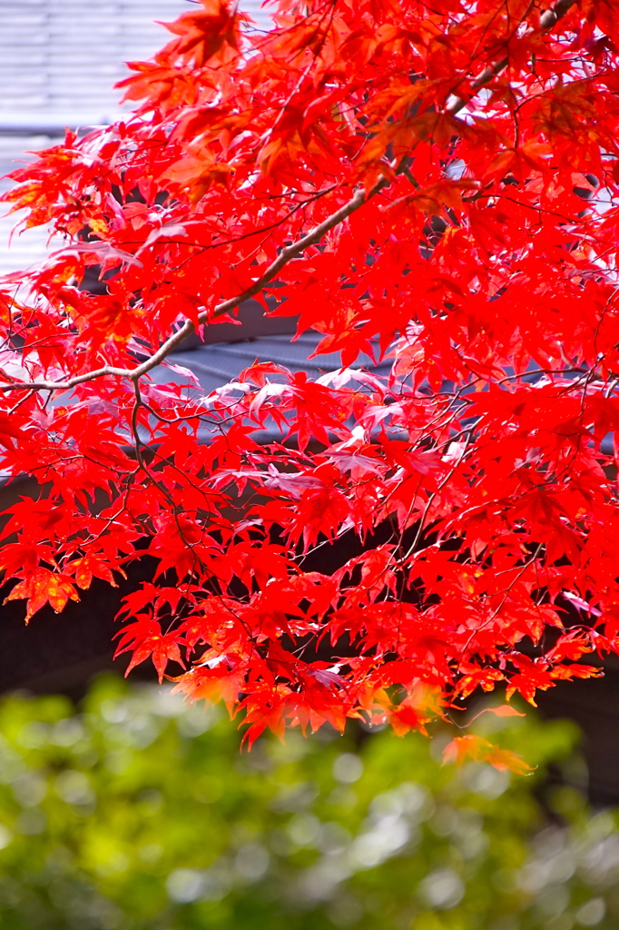 高野山　紅葉2014