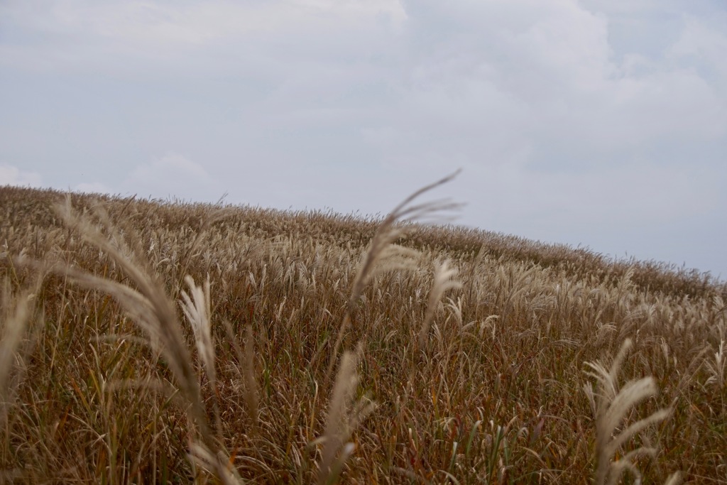 ススキの絨毯　3