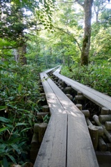 岳沢湿原木道