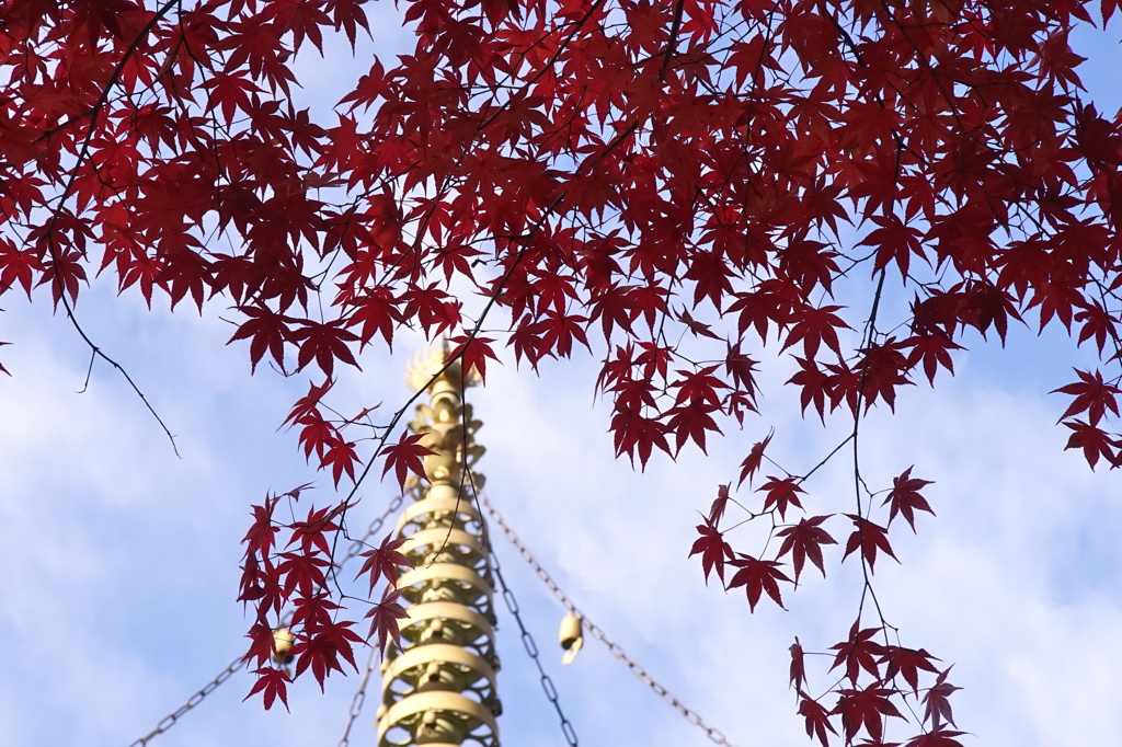 高野山　紅葉2014