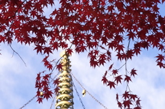 高野山　紅葉2014
