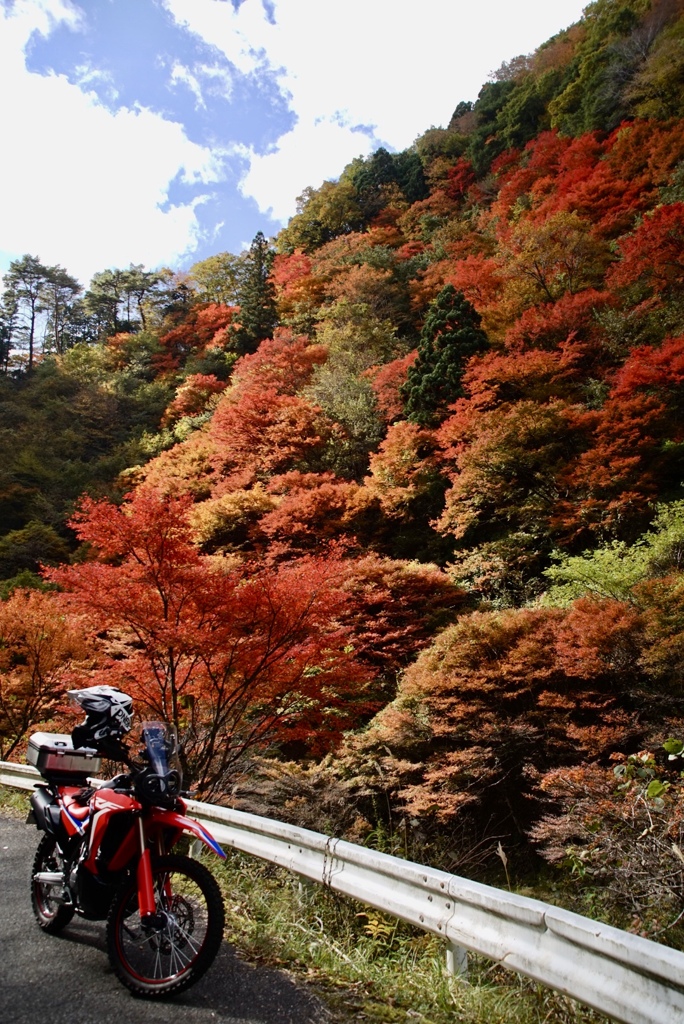 コーナーを曲がった先に…紅葉全開