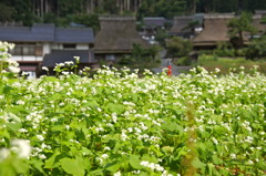 蕎麦畑と集落