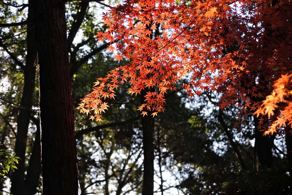 若草山1
