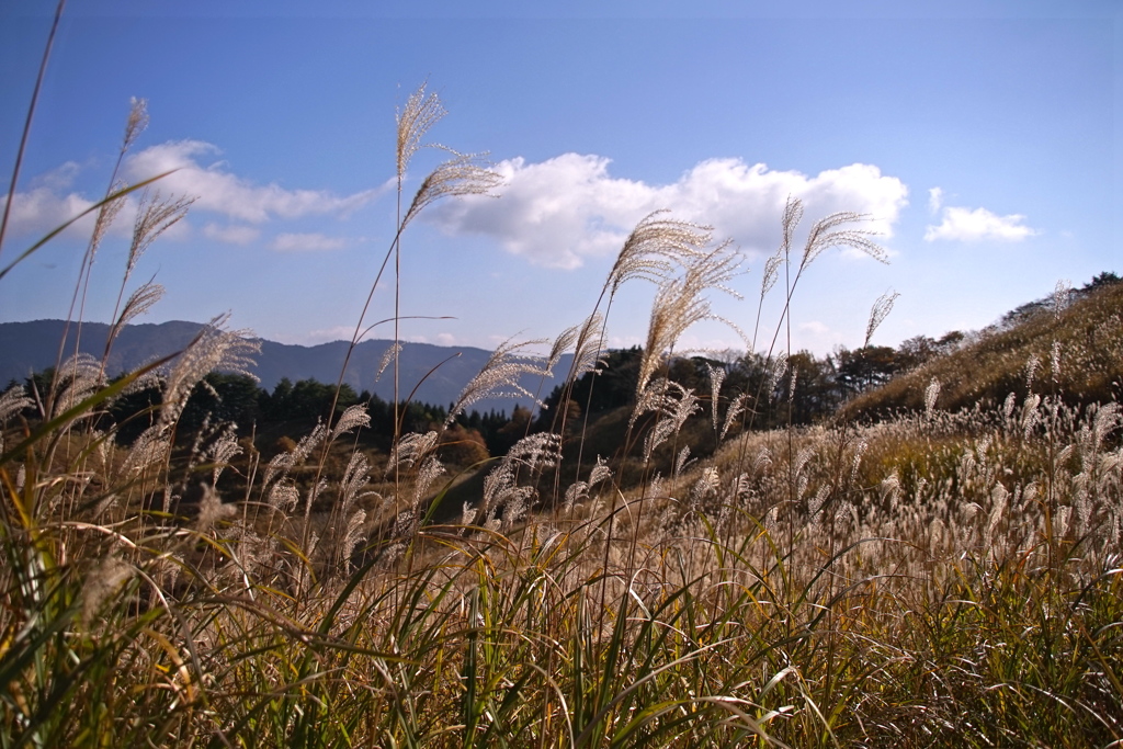 砥峰高原