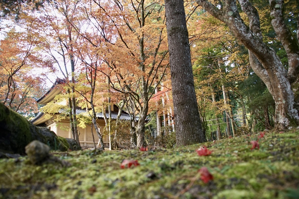 紅葉高野山