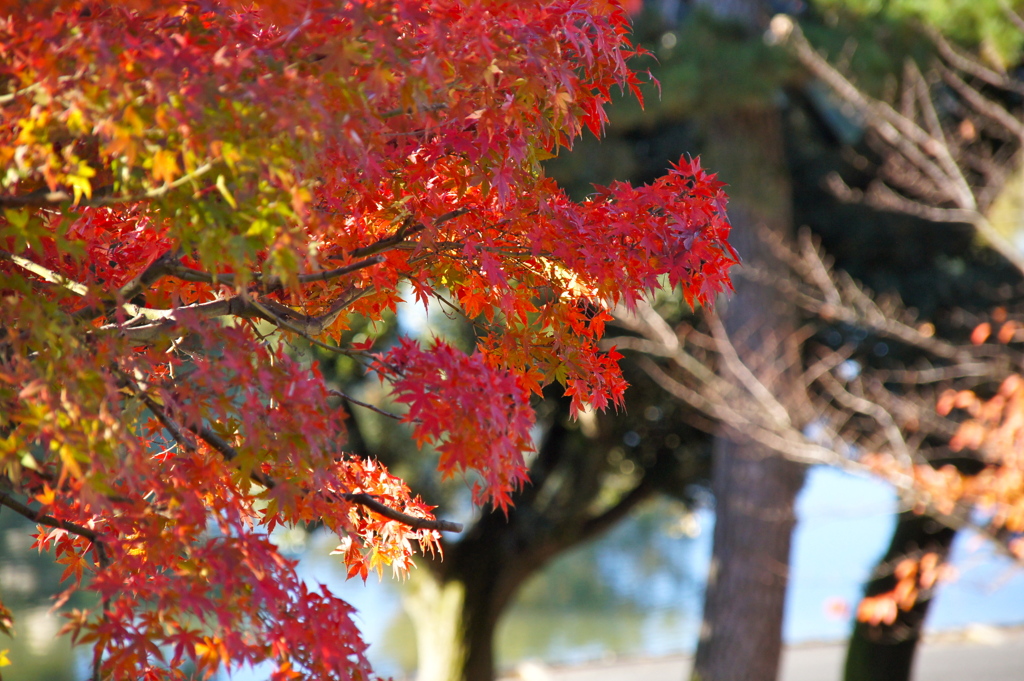 紅葉