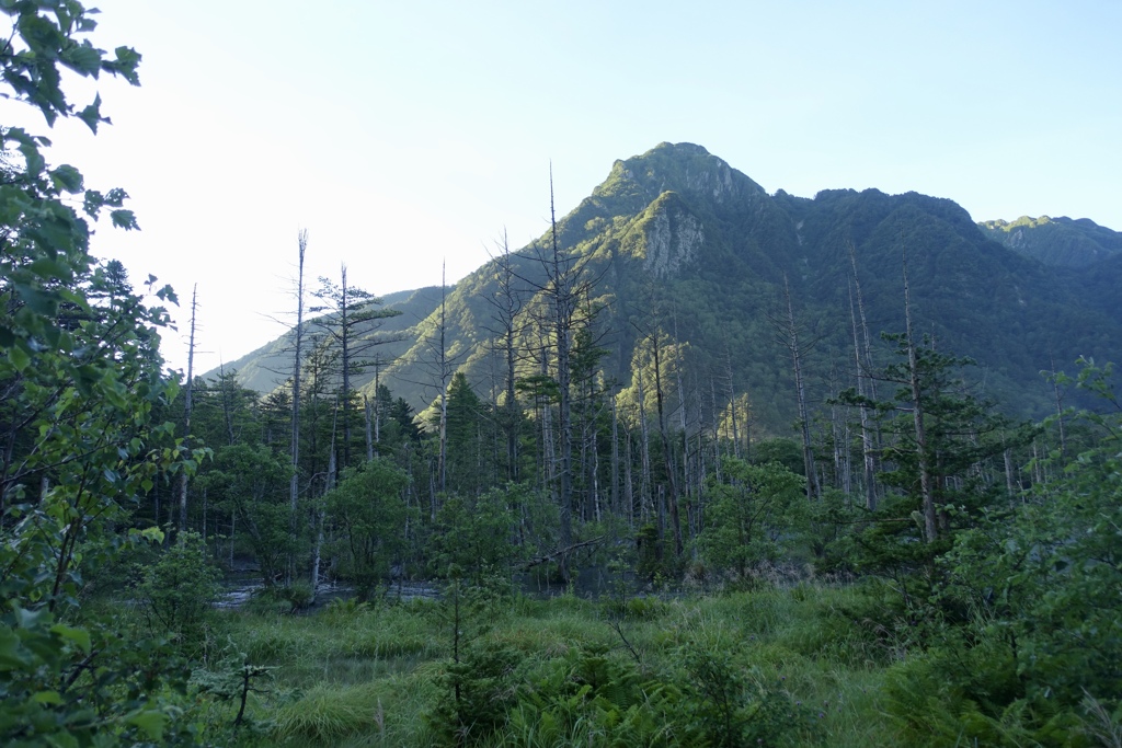 早朝の岳沢湿原