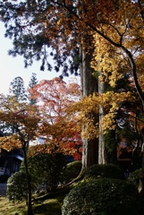 紅葉　高野山