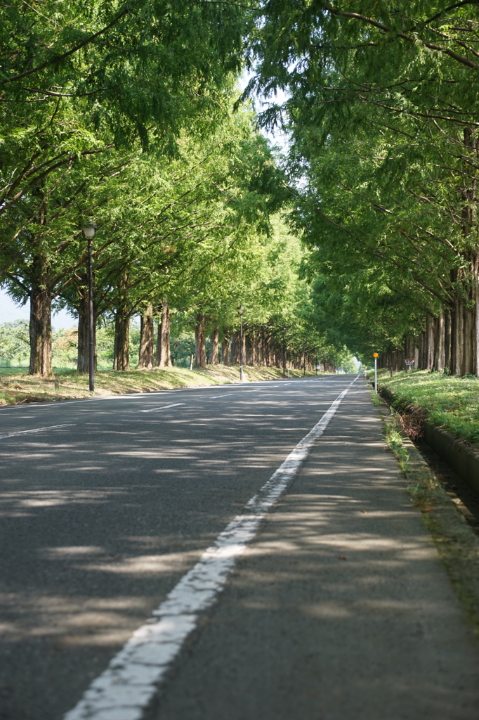 メタセコイヤ並木