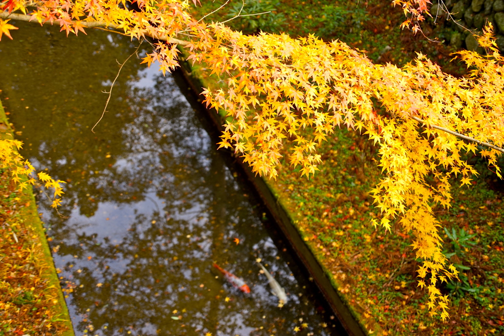 紅葉と鯉２