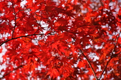 高野山　紅葉2014
