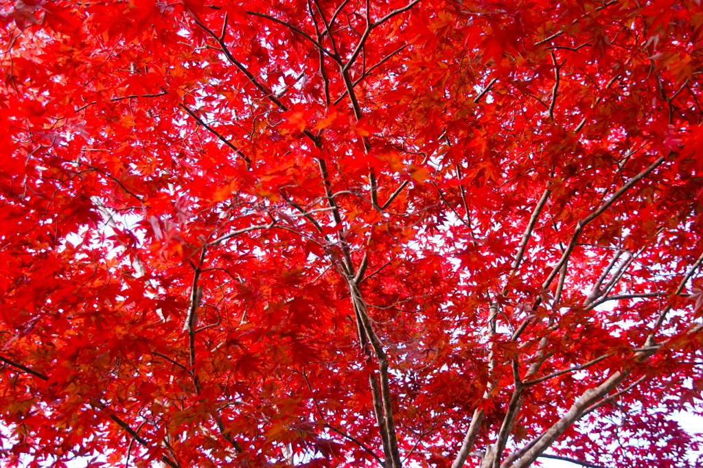 高野山　紅葉2014