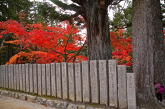 高野山　紅葉2014