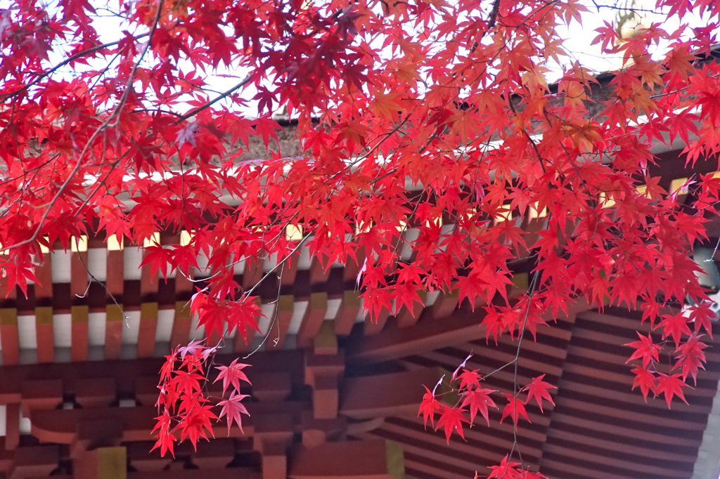 高野山　紅葉2014