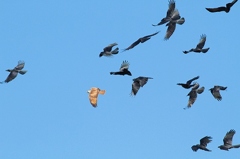 カラスに追われるノスリ