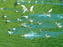 お堀の水鳥たち