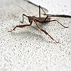 まちゃき