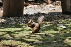 井之頭自然公園　リスの小径（こみち）