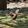 井之頭自然公園　リスの小径（こみち）