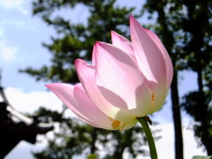 燦々と