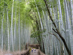 竹林