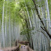 竹林